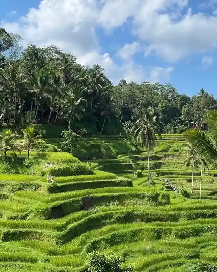 The terraced rice fields at Tegalalang, near Ubud