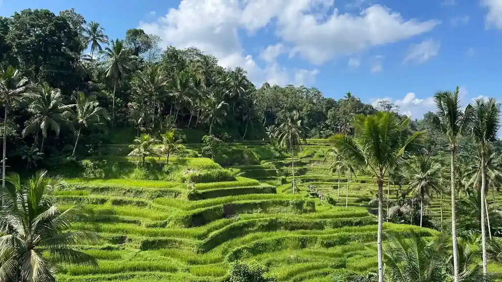 AI-Planned Bali Healing Itinerary: Plant Medicine Focus