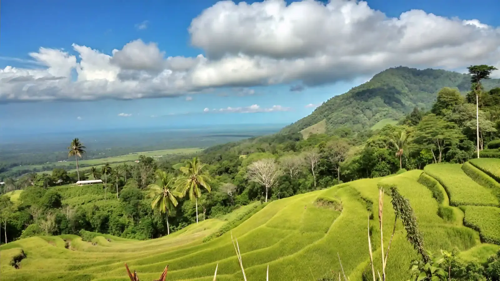 Bali Plant Medicine Retreat: Visa-on-Arrival vs Digital Nomad Visa